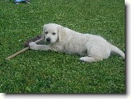 Jess  s ko���tkem