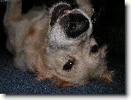 Sv�t vzh�ru nohama