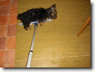 Psisko surfuj�c� na mopu