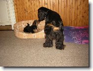 Mal� princezna a kr�sn� princ