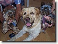 Chiko, Bad�k, S�ra