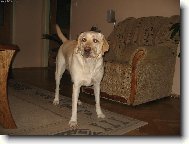 Meginka se roz�iluje