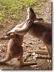 obj�maj�c� se klok�nci...