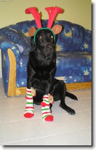 Je��ek mi nad�lil pono�ky, nev�sta mi nasadila parohy