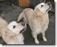 Eminka s Dane�kem  - na�i mil��ci