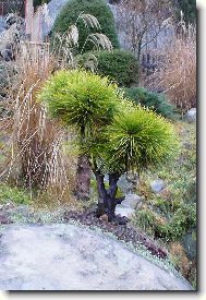 p��rodn� bonsaj