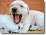 Unaven� �um��ky