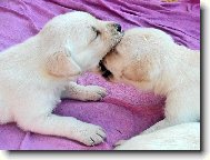 Neposedn� sest�i�ky