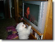 d�v�m se na televizi