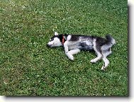 alja�sk� malamut