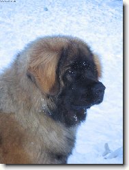 Artu� Quin. Galaxy Oss