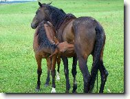 Mate�sk� l�ska