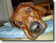 utahanej z proch�zky