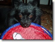 zlat��ko Fany a jej� nejmilej�� aportek