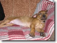 Unaven� ps� d�cko