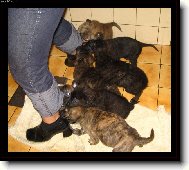 Dej n�m n�co! Nebo t� sn�me!