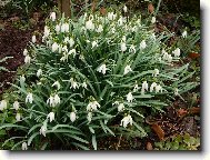 Poslov jara v Podkrkokno