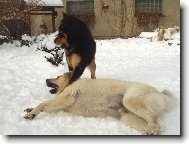 Kdo z nás dvou je silnější!!!!!!!