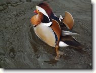 Fotosoutěž: Kachnička Mandarínská