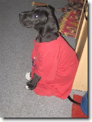 Módní přehlídka v Paříži