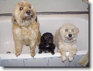 T�i d�my ve van�!!!