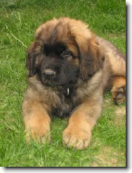 Artu� Quin. Galaxy Oss