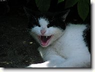 �ernob�l� Berunka