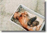 M�am, m�am! Mlask, mlask!