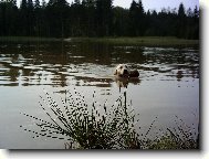 Po��d plav�t-to je par�da