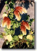 Chmel��ek, mr�tilka skvrnit�