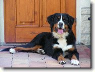 Tapety na plochu: 1175