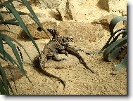 Tapety na plochu: 1201