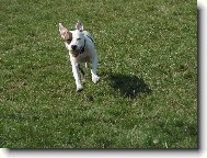 Tapety na plochu: 232