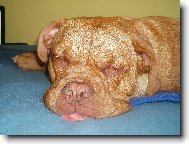 Tapety na plochu: 775