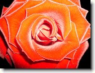 Tapety na plochu: 488