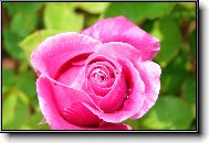 Tapety na plochu: 821