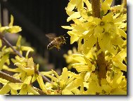 Tapety na plochu: 26