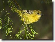 Tapety na plochu: 2411