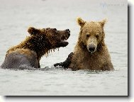 Tapety na plochu: 2487