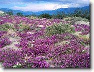 Tapety na plochu: 2605