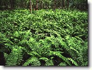 Tapety na plochu: 2682