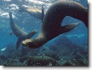 Tapety na plochu: 3251