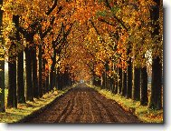 Tapety na plochu: 1604