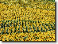 Tapety na plochu: 1643