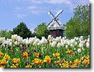 Tapety na plochu: 2177