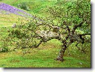 Tapety na plochu: 2297