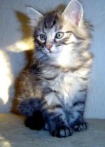 Chovatelska stanice ps: WINGS CZ